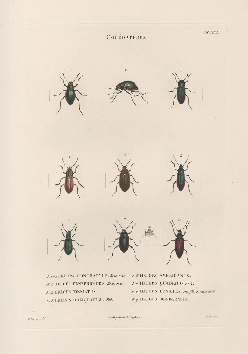 Insectes Recueillis En Afrique Et En Amerique Pl 27 Wall Art by Jean Gabriel Prêtre - High-Resolution Digital Print