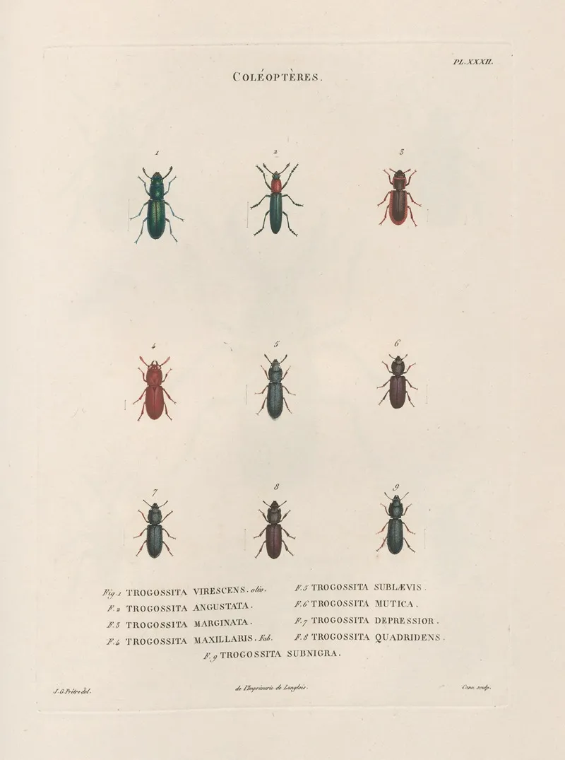 Insectes Recueillis En Afrique Et En Amerique Pl 31 Wall Art by Jean Gabriel Prêtre - High-Resolution Digital Print