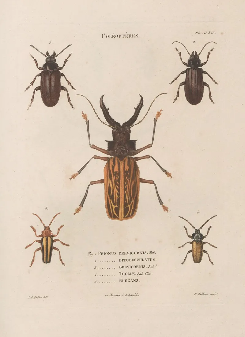 Insectes Recueillis En Afrique Et En Amerique Pl 32 Wall Art by Jean Gabriel Prêtre - High-Resolution Digital Print