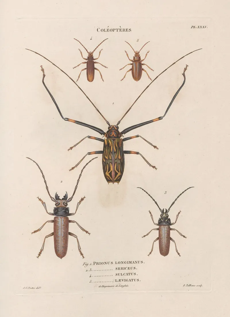 Insectes Recueillis En Afrique Et En Amerique Pl 33 Wall Art by Jean Gabriel Prêtre - High-Resolution Digital Print