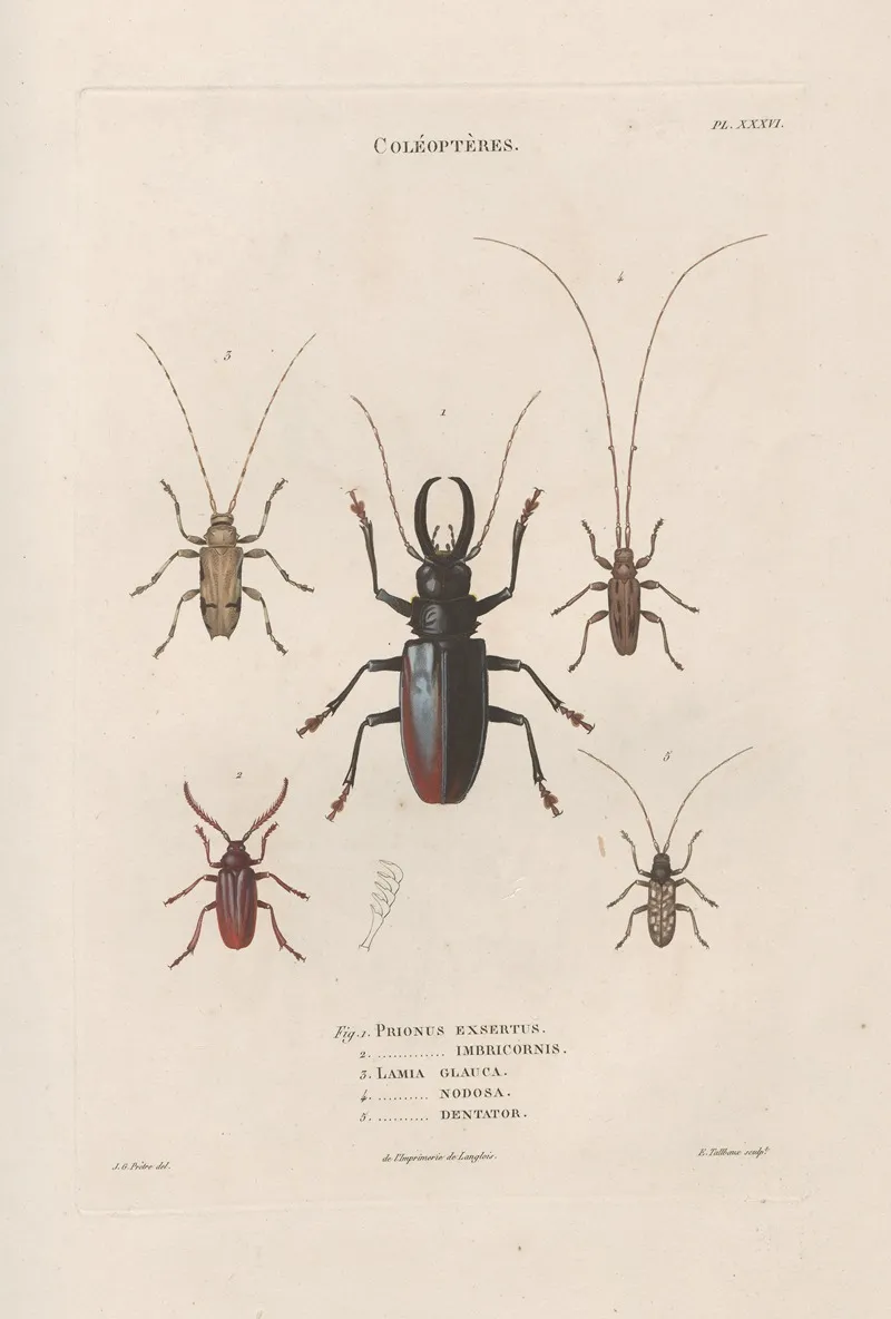 Insectes Recueillis En Afrique Et En Amerique Pl 34 Wall Art by Jean Gabriel Prêtre - High-Resolution Digital Print