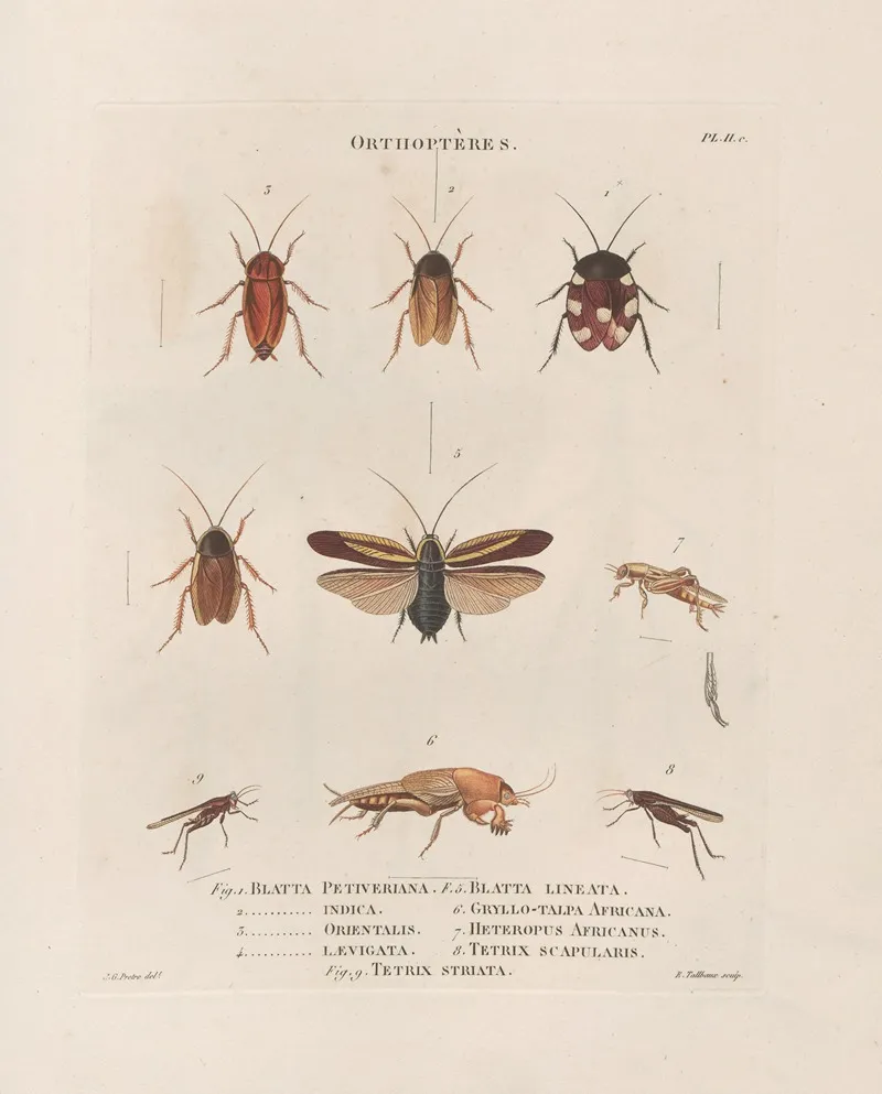 Insectes Recueillis En Afrique Et En Amerique Pl 38 Wall Art by Jean Gabriel Prêtre - High-Resolution Digital Print