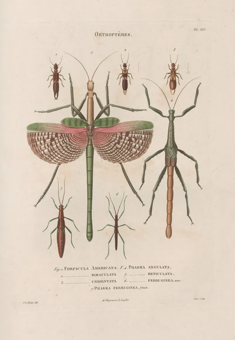 Insectes Recueillis En Afrique Et En Amerique Pl 39 Wall Art by Jean Gabriel Prêtre - High-Resolution Digital Print