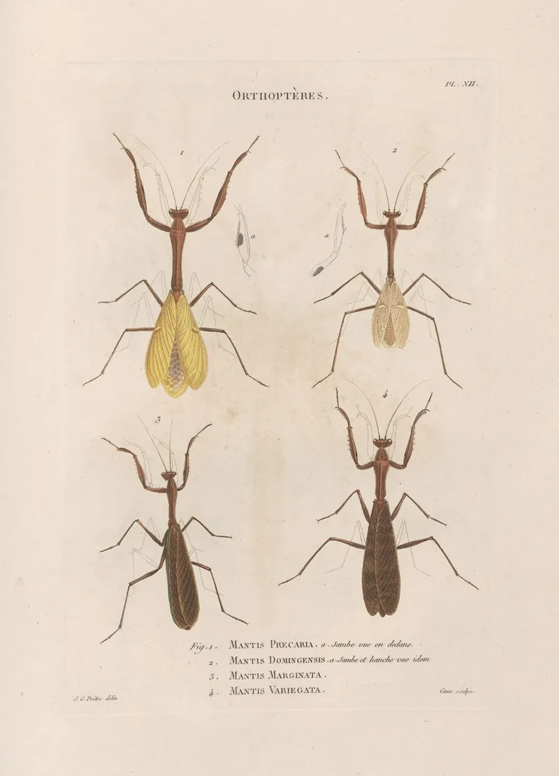 Insectes Recueillis En Afrique Et En Amerique Pl 41 Wall Art by Jean Gabriel Prêtre - High-Resolution Digital Print