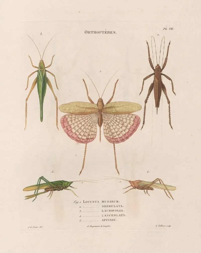 Insectes Recueillis En Afrique Et En Amerique Pl 42 Wall Art by Jean Gabriel Prêtre - High-Resolution Digital Print