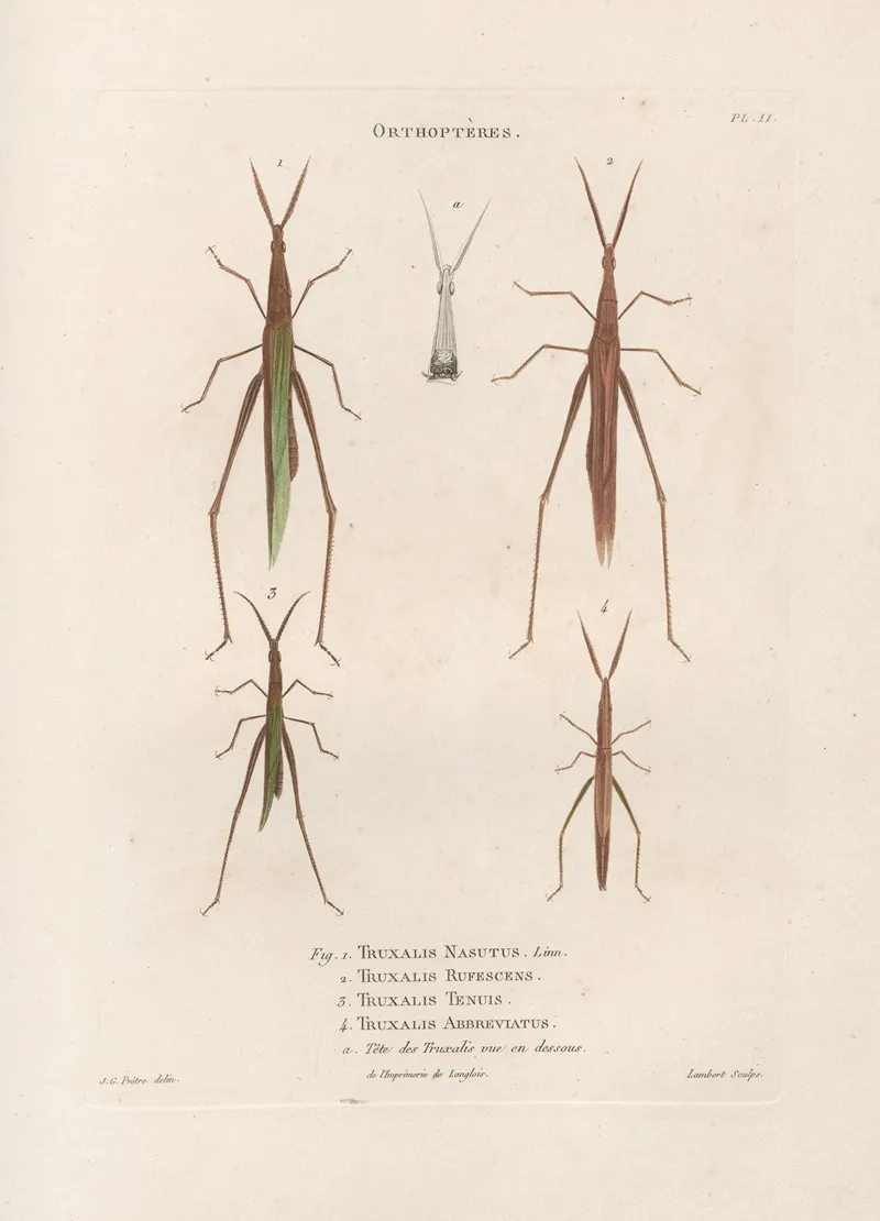 Insectes Recueillis En Afrique Et En Amerique Pl 43 Wall Art by Jean Gabriel Prêtre - High-Resolution Digital Print