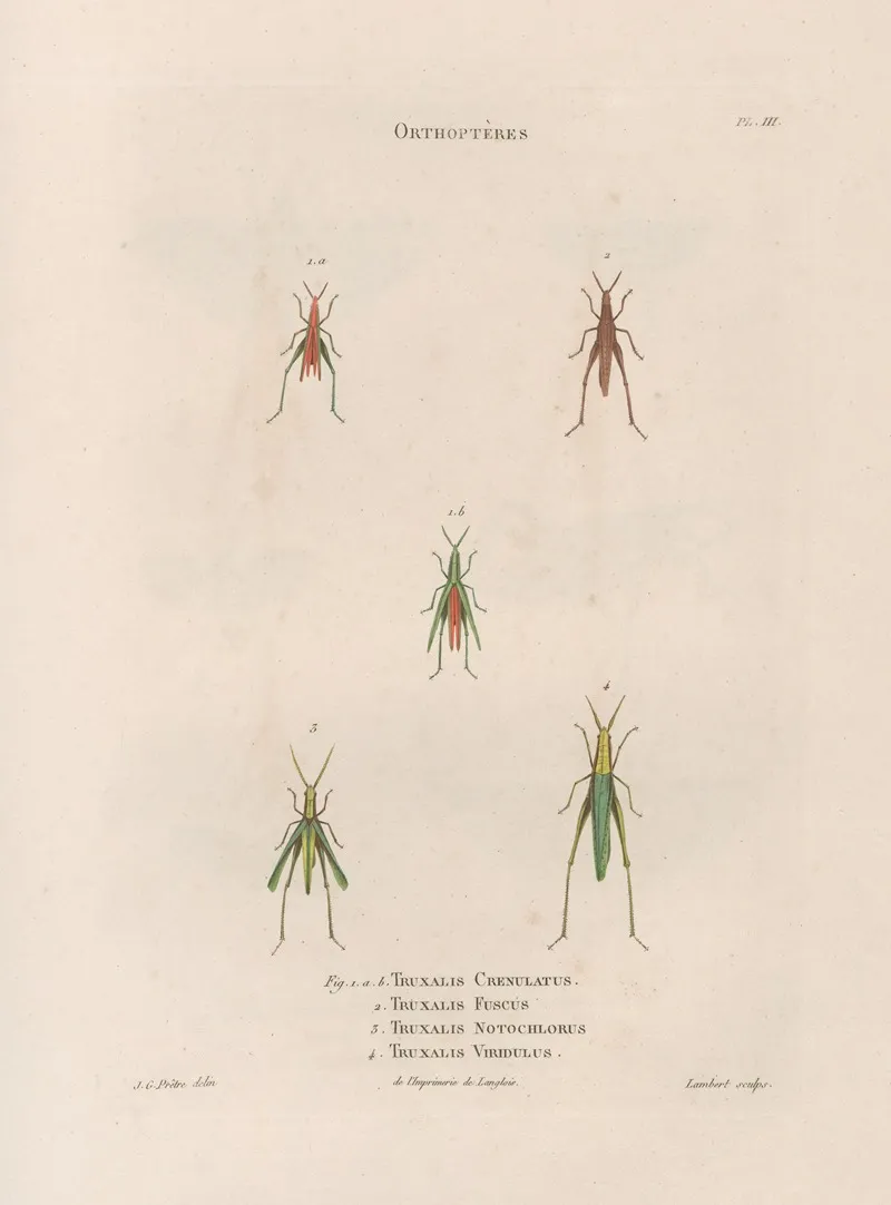 Insectes Recueillis En Afrique Et En Amerique Pl 44 Wall Art by Jean Gabriel Prêtre - High-Resolution Digital Print