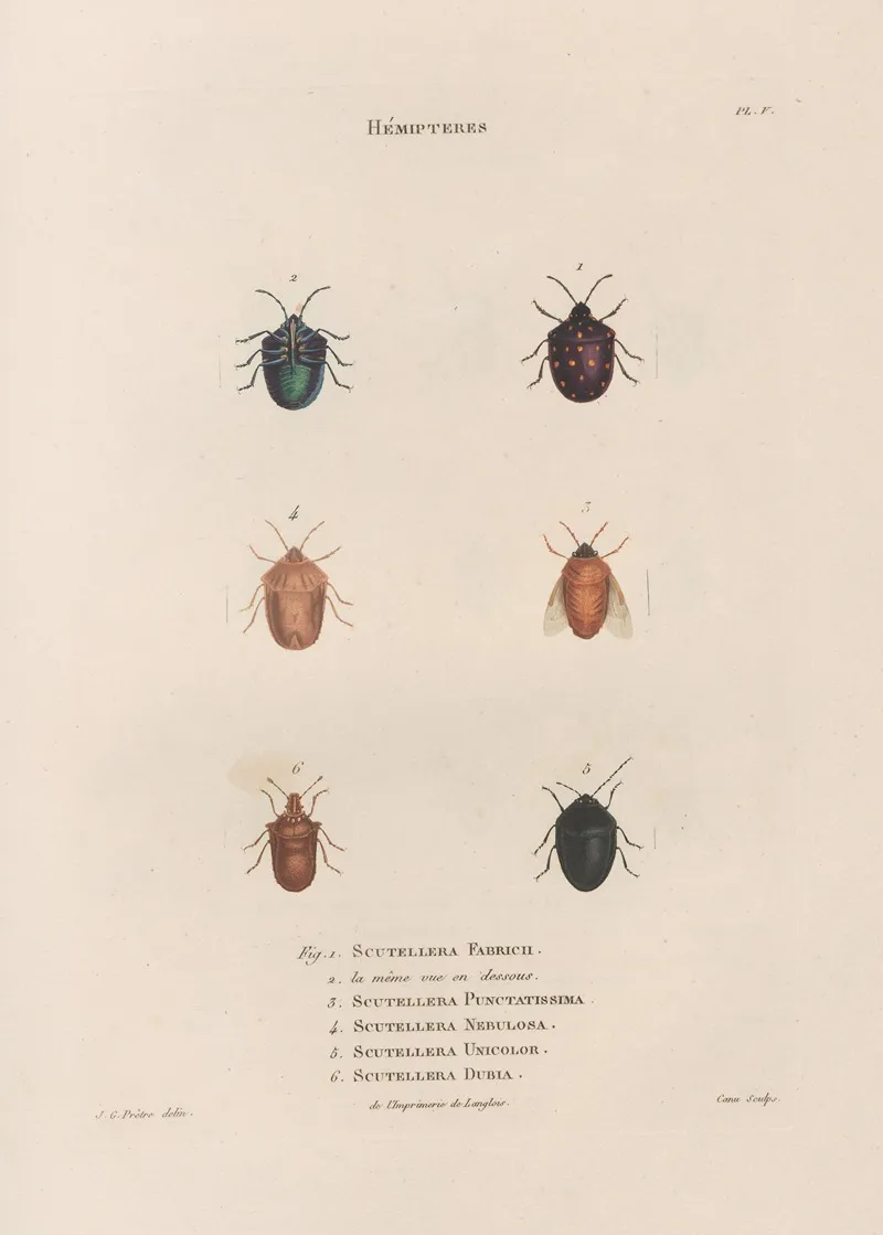 Insectes Recueillis En Afrique Et En Amerique Pl 47 Wall Art by Jean Gabriel Prêtre - High-Resolution Digital Print