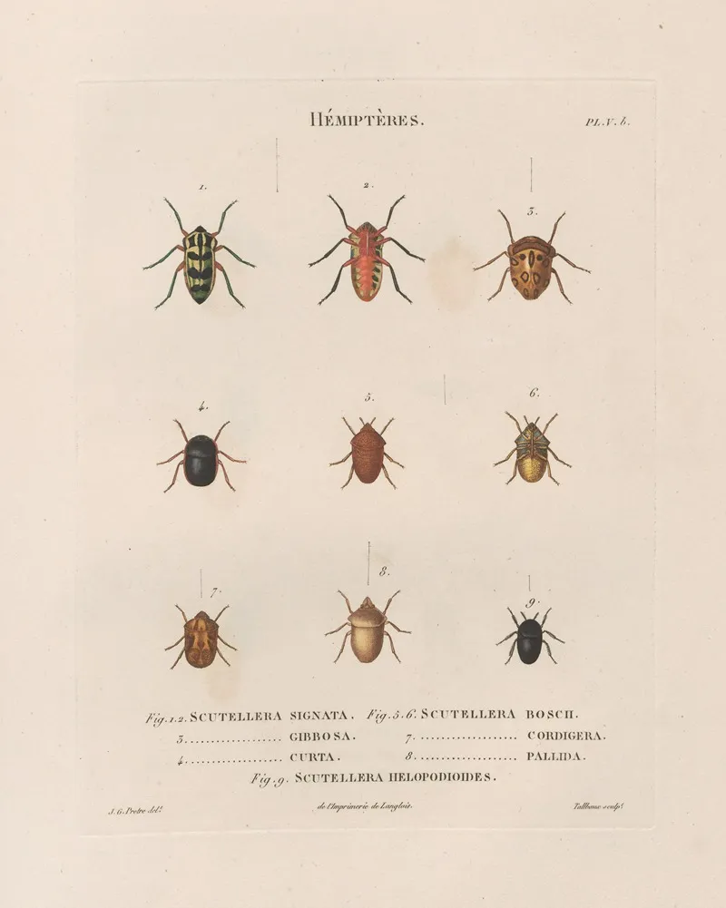 Insectes Recueillis En Afrique Et En Amerique Pl 48 Wall Art by Jean Gabriel Prêtre - High-Resolution Digital Print