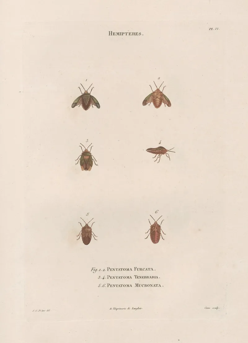 Insectes Recueillis En Afrique Et En Amerique Pl 49 Wall Art by Jean Gabriel Prêtre - High-Resolution Digital Print