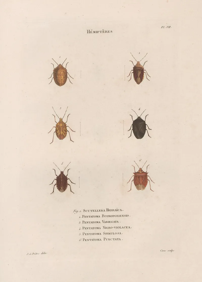 Insectes Recueillis En Afrique Et En Amerique Pl 50 Wall Art by Jean Gabriel Prêtre - High-Resolution Digital Print