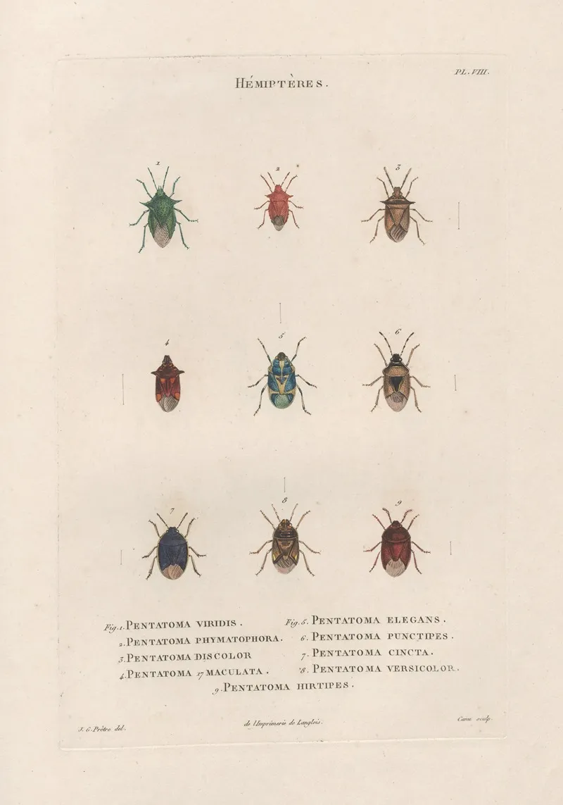 Insectes Recueillis En Afrique Et En Amerique Pl 51 Wall Art by Jean Gabriel Prêtre - High-Resolution Digital Print