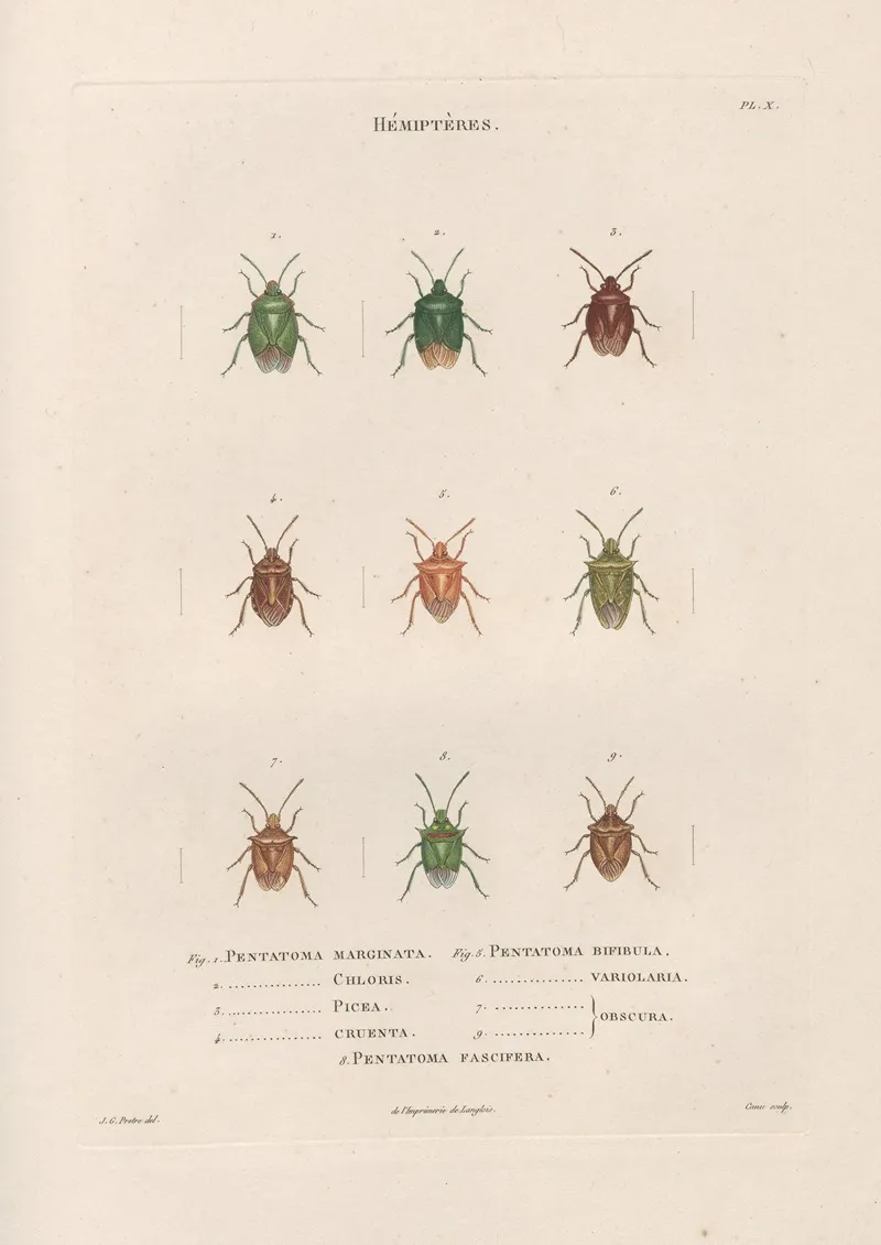 Insectes Recueillis En Afrique Et En Amerique Pl 53 Wall Art by Jean Gabriel Prêtre - High-Resolution Digital Print
