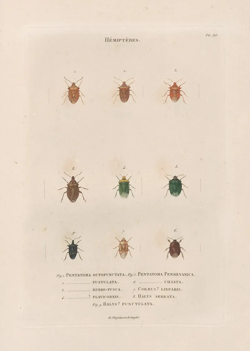 Insectes Recueillis En Afrique Et En Amerique Pl 54 Wall Art by Jean Gabriel Prêtre - High-Resolution Digital Print