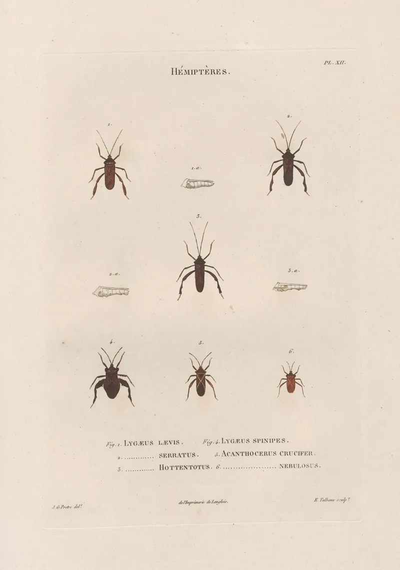 Insectes Recueillis En Afrique Et En Amerique Pl 55 Wall Art by Jean Gabriel Prêtre - High-Resolution Digital Print