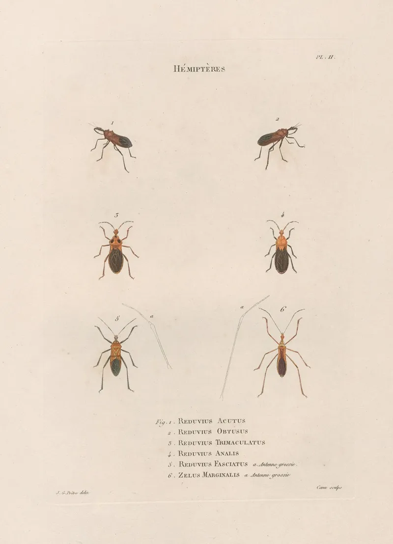 Insectes Recueillis En Afrique Et En Amerique Pl 56 Wall Art by Jean Gabriel Prêtre - High-Resolution Digital Print