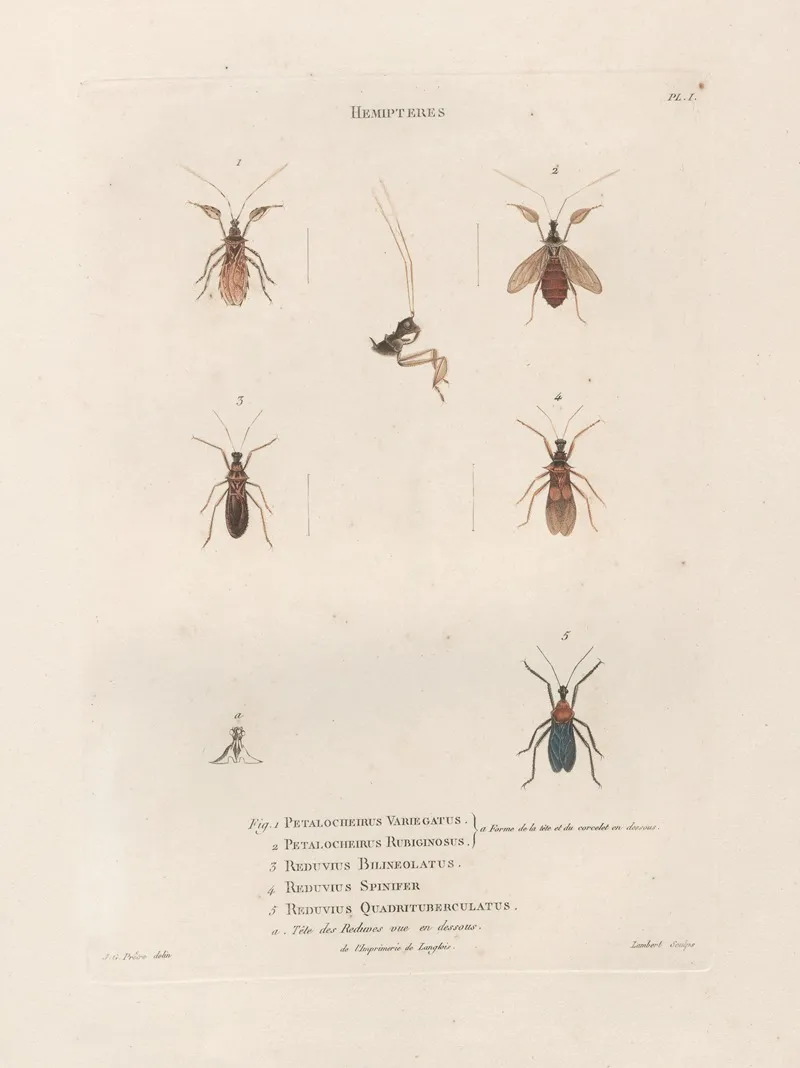 Insectes Recueillis En Afrique Et En Amerique Pl 57 Wall Art by Jean Gabriel Prêtre - High-Resolution Digital Print