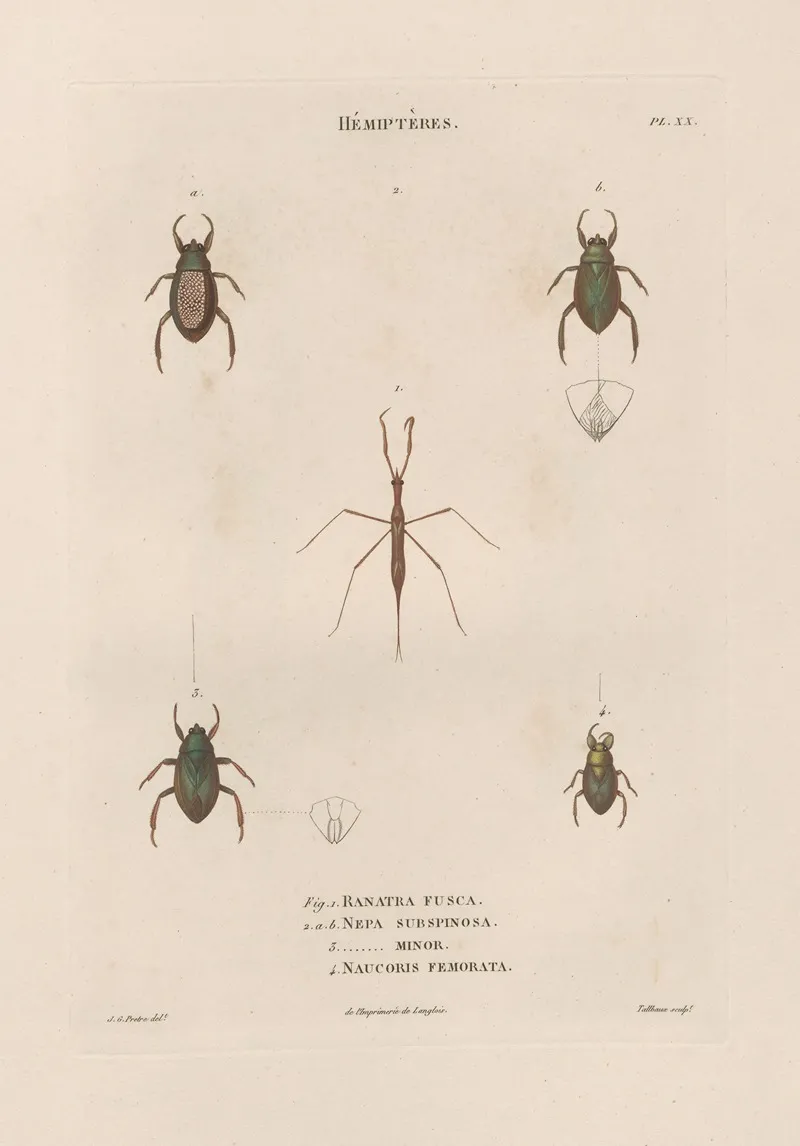 Insectes Recueillis En Afrique Et En Amerique Pl 58 Wall Art by Jean Gabriel Prêtre - High-Resolution Digital Print