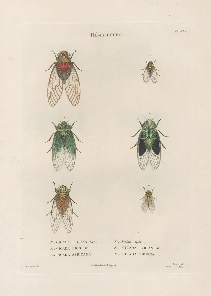 Insectes Recueillis En Afrique Et En Amerique Pl 59 Wall Art by Jean Gabriel Prêtre - High-Resolution Digital Print