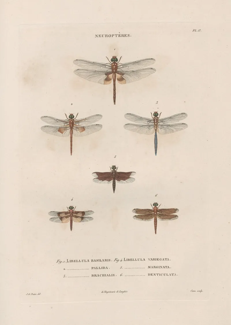 Insectes Recueillis En Afrique Et En Amerique Pl 61 Wall Art by Jean Gabriel Prêtre - High-Resolution Digital Print