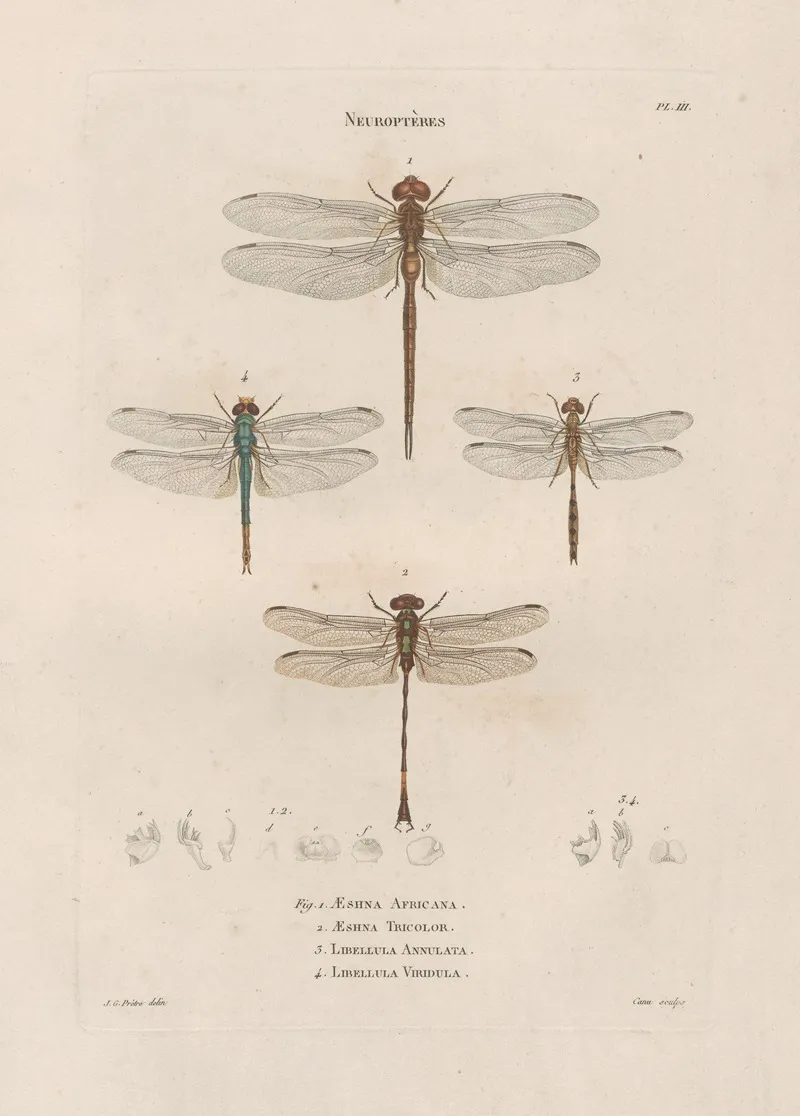 Insectes Recueillis En Afrique Et En Amerique Pl 62 Wall Art by Jean Gabriel Prêtre - High-Resolution Digital Print