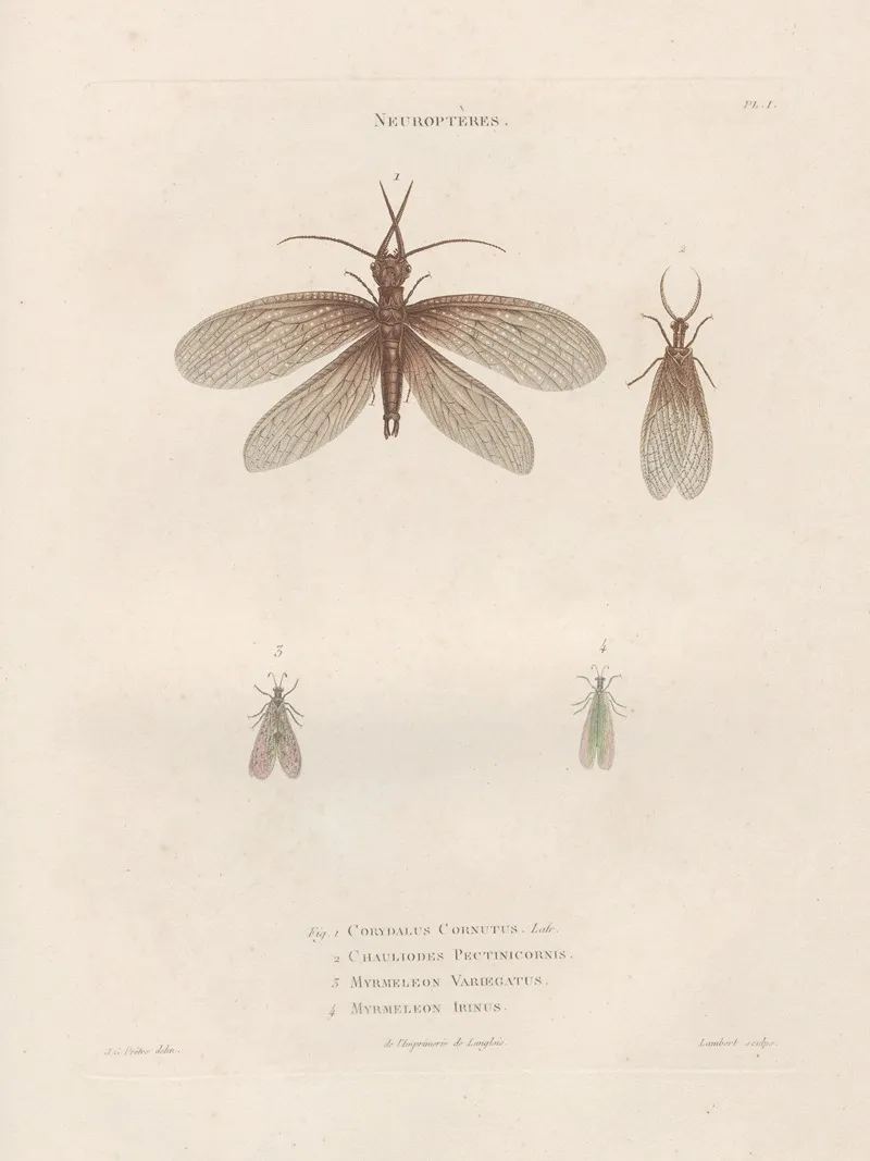 Insectes Recueillis En Afrique Et En Amerique Pl 64 Wall Art by Jean Gabriel Prêtre - High-Resolution Digital Print