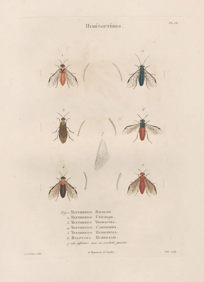 Insectes Recueillis En Afrique Et En Amerique Pl 65 Wall Art by Jean Gabriel Prêtre - High-Resolution Digital Print
