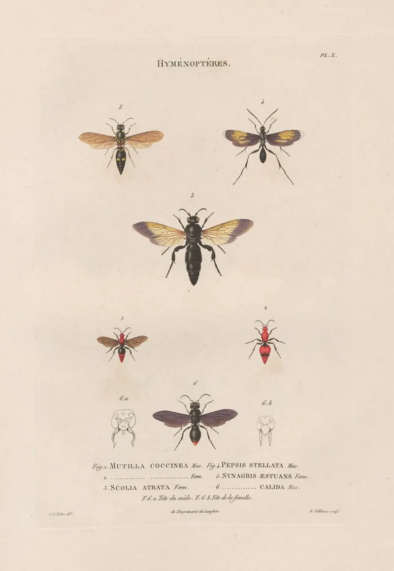 Insectes Recueillis En Afrique Et En Amerique Pl 66 Wall Art by Jean Gabriel Prêtre - High-Resolution Digital Print