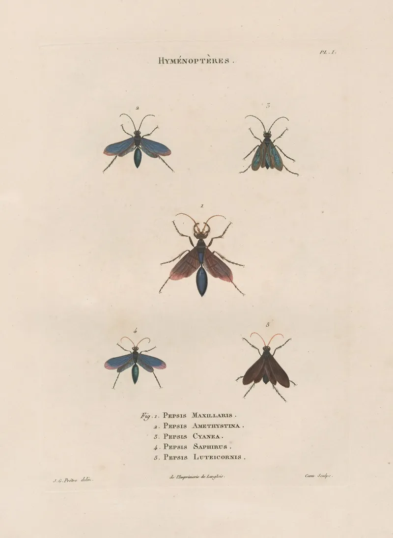 Insectes Recueillis En Afrique Et En Amerique Pl 69 Wall Art by Jean Gabriel Prêtre - High-Resolution Digital Print