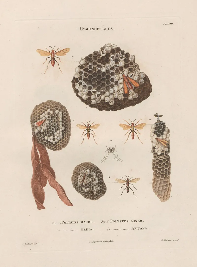 Insectes Recueillis En Afrique Et En Amerique Pl 71 Wall Art by Jean Gabriel Prêtre - High-Resolution Digital Print