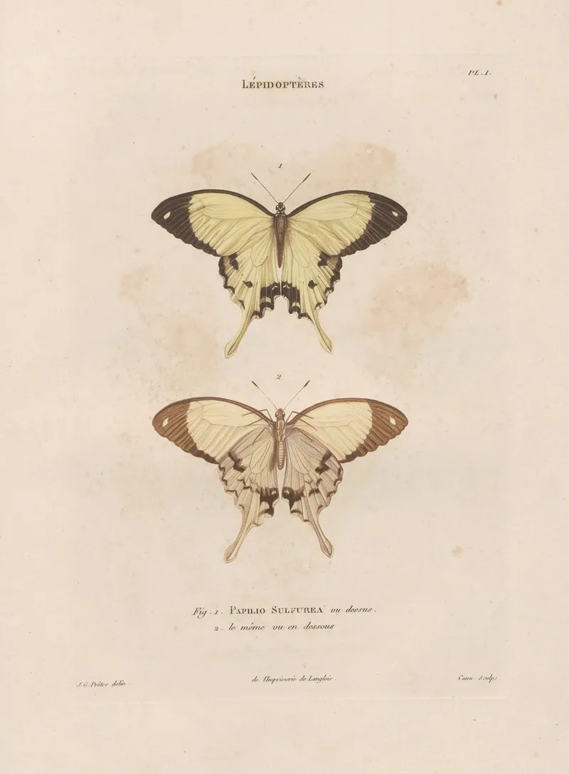 Insectes Recueillis En Afrique Et En Amerique Pl 73 Wall Art by Jean Gabriel Prêtre - High-Resolution Digital Print