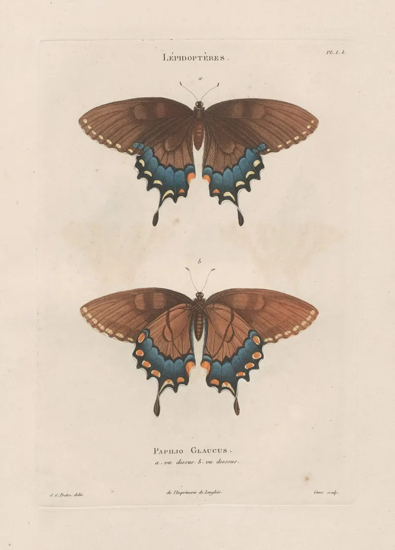 Insectes Recueillis En Afrique Et En Amerique Pl 75 Wall Art by Jean Gabriel Prêtre - High-Resolution Digital Print