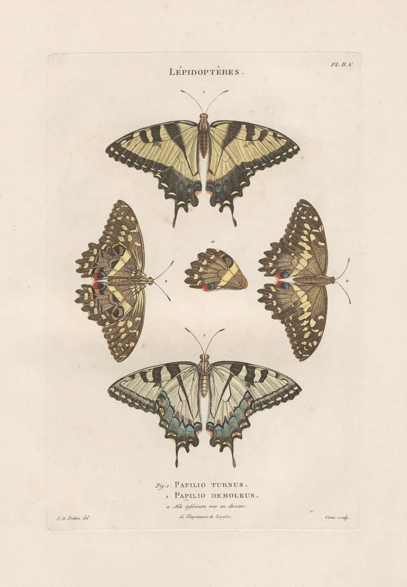 Insectes Recueillis En Afrique Et En Amerique Pl 76 Wall Art by Jean Gabriel Prêtre - High-Resolution Digital Print