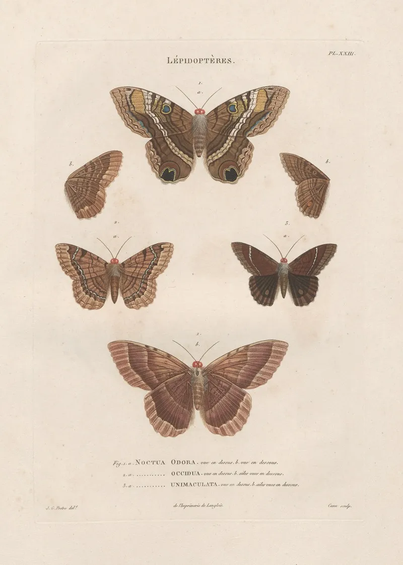 Insectes Recueillis En Afrique Et En Amerique Pl 77 Wall Art by Jean Gabriel Prêtre - High-Resolution Digital Print