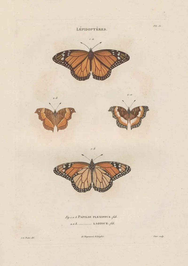 Insectes Recueillis En Afrique Et En Amerique Pl 78 Wall Art by Jean Gabriel Prêtre - High-Resolution Digital Print