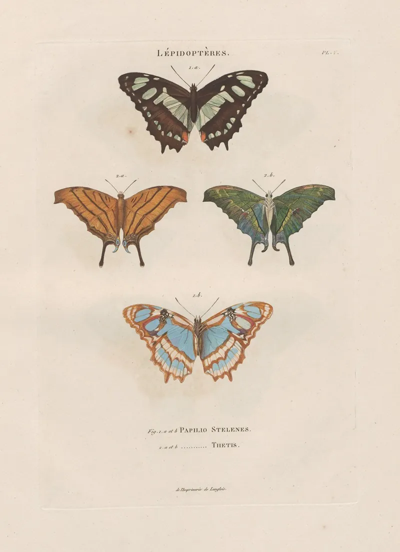 Insectes Recueillis En Afrique Et En Amerique Pl 79 Wall Art by Jean Gabriel Prêtre - High-Resolution Digital Print
