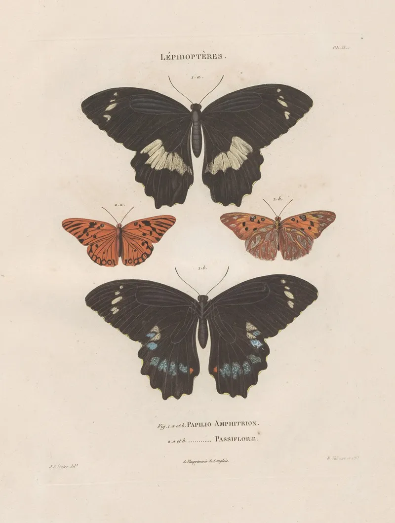 Insectes Recueillis En Afrique Et En Amerique Pl 80 Wall Art by Jean Gabriel Prêtre - High-Resolution Digital Print