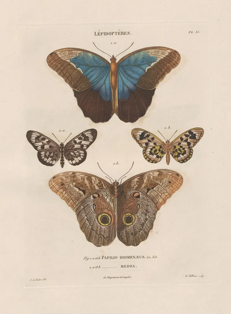 Insectes Recueillis En Afrique Et En Amerique Pl 81 Wall Art by Jean Gabriel Prêtre - High-Resolution Digital Print