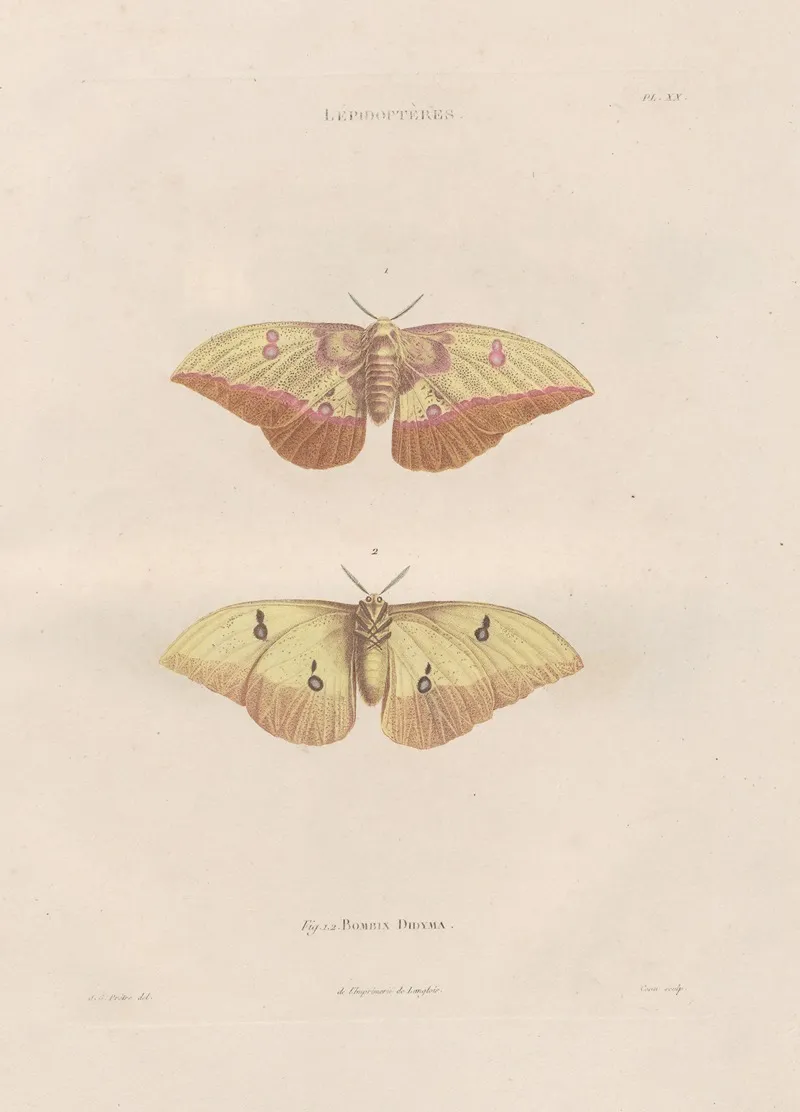 Insectes Recueillis En Afrique Et En Amerique Pl 84 Wall Art by Jean Gabriel Prêtre - High-Resolution Digital Print