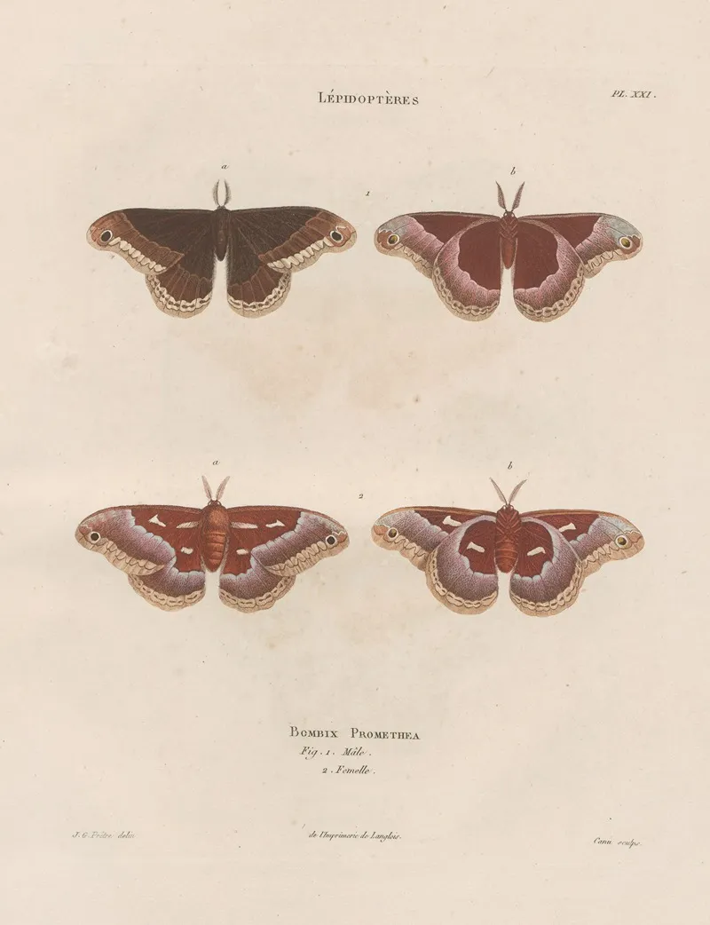 Insectes Recueillis En Afrique Et En Amerique Pl 85 Wall Art by Jean Gabriel Prêtre - High-Resolution Digital Print