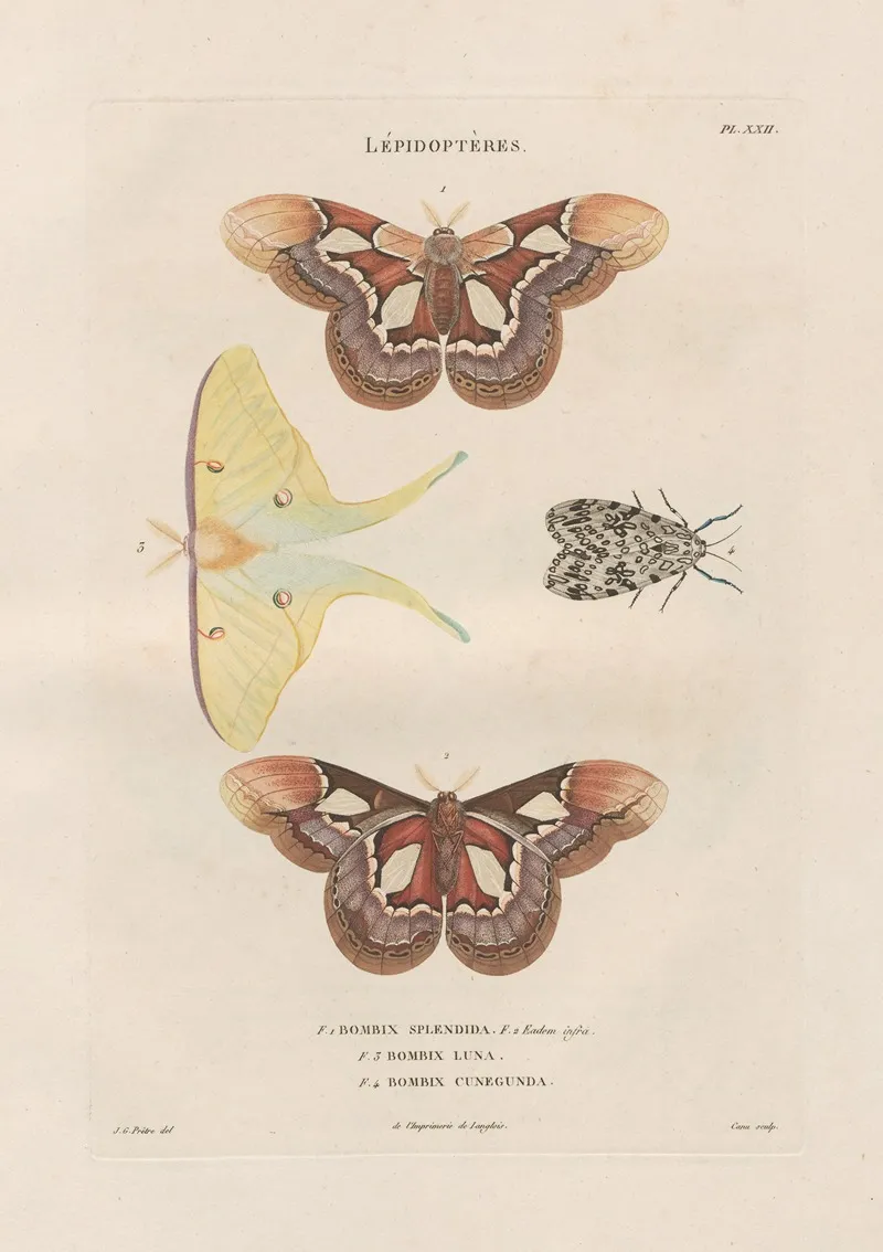 Insectes Recueillis En Afrique Et En Amerique Pl 86 Wall Art by Jean Gabriel Prêtre - High-Resolution Digital Print