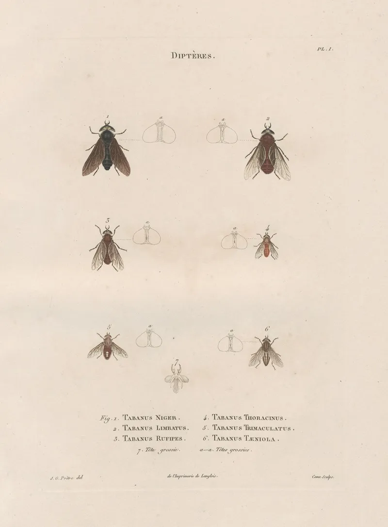 Insectes Recueillis En Afrique Et En Amerique Pl 88 Wall Art by Jean Gabriel Prêtre - High-Resolution Digital Print