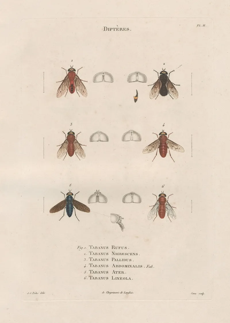 Insectes Recueillis En Afrique Et En Amerique Pl 89 Wall Art by Jean Gabriel Prêtre - High-Resolution Digital Print