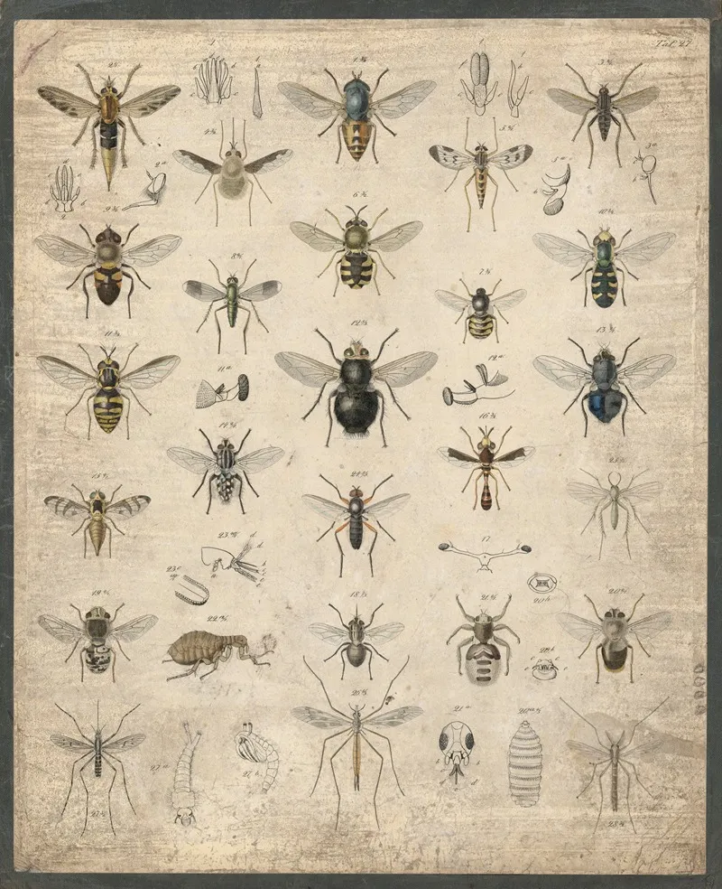 Insects 11 Wall Art by B. Wienker - High-Resolution Digital Print