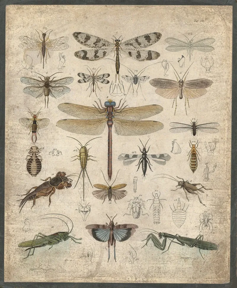 Insects 12 Wall Art by B. Wienker - High-Resolution Digital Print