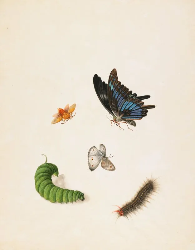 Insects 4