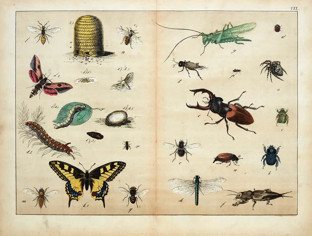 Insects 8 Wall Art by D. Englert - High-Resolution Digital Print