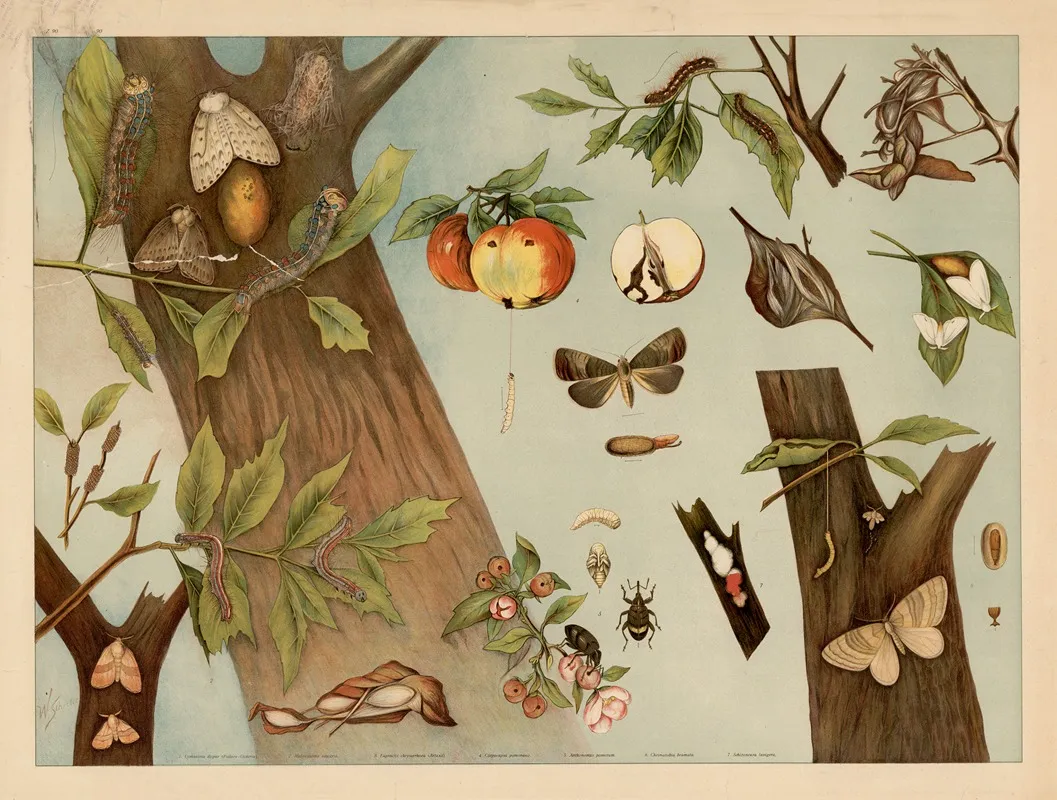 Insects 9 Wall Art by W. Schröter - High-Resolution Digital Print