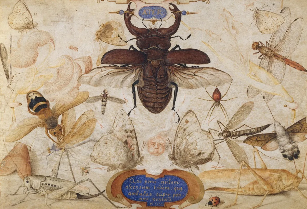 Insects And The Head Of A Wind God