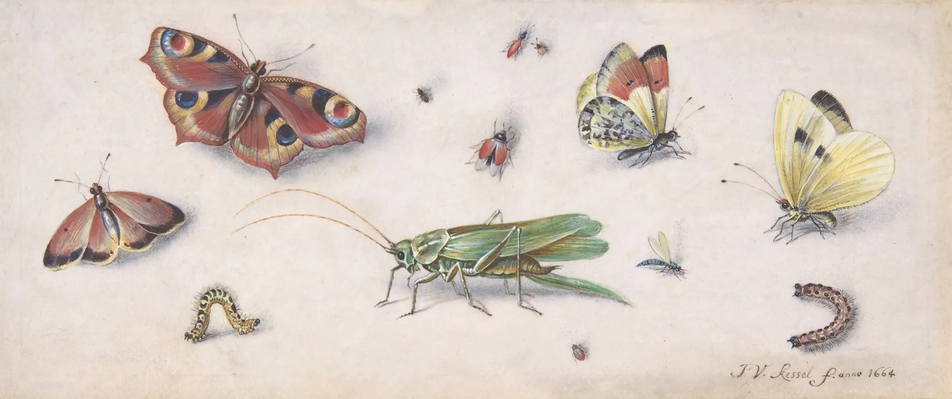 Insects Butterflies And A Grasshopper Wall Art by Jan Van Kessel The Elder - High-Resolution Digital Print